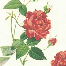 Red Rose Floral Print Italian Paper ~ Leonardo Communication